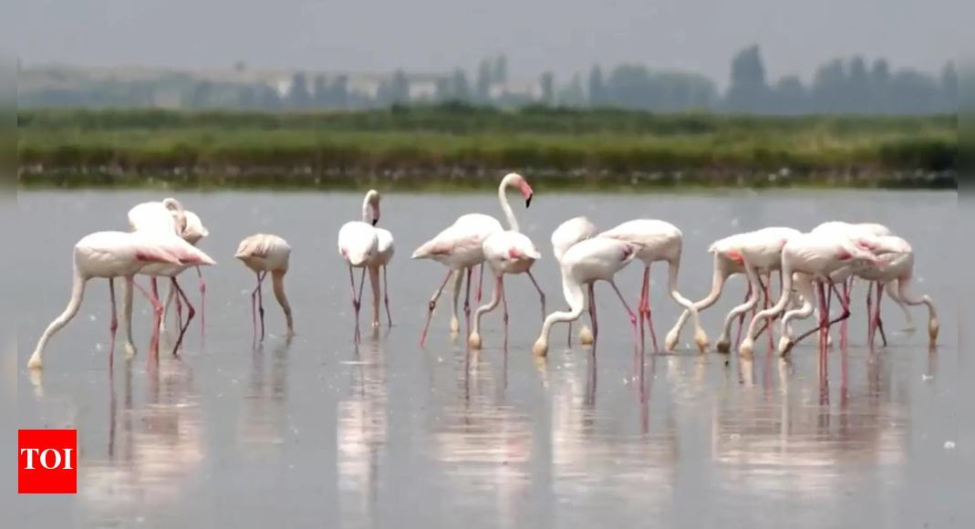 Flamingos are stirring up trouble and ravaging rice for risotto in Italy's northeast