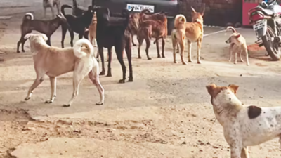 8-year-old dies after pack of stray dogs attack in Hyderabad's Neredmet; locals raise alarm over repeated attacks, demand action