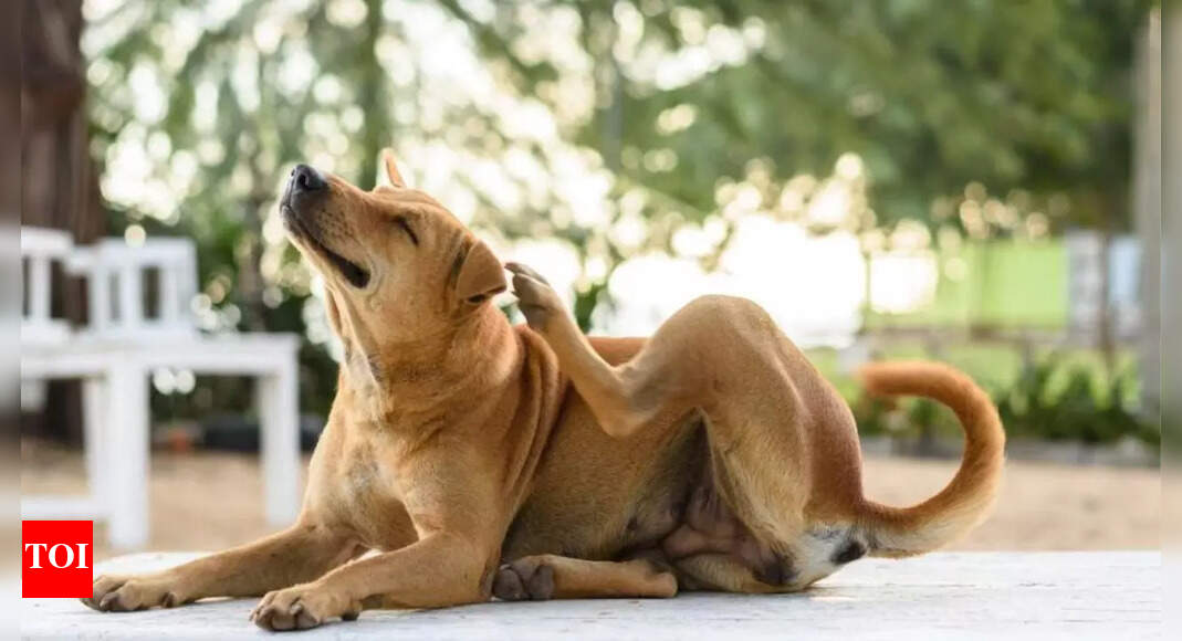 Natural remedy for dog itching: New study shows postbiotic works in 14 days