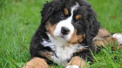 Understanding the aging process in pets: What pet owners need to know