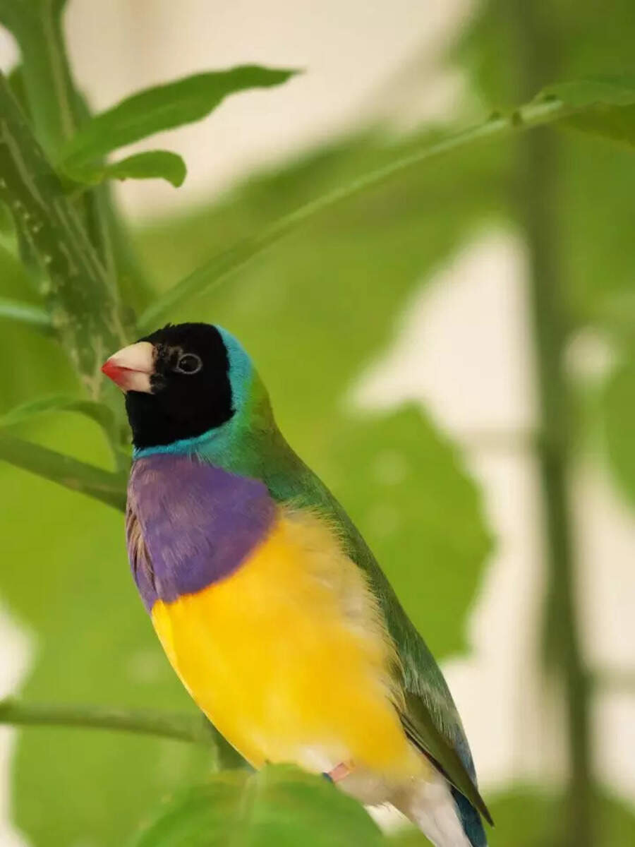 10 most colourful and beautiful birds to have as pets