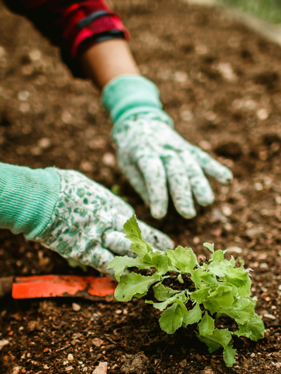 Gardening tips Create a lush indoor - 122382247 