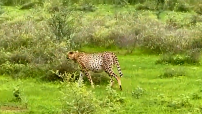 Glimpses from Kuno! Video shows Cheetahs Agni and Vayu after hunting; cubs resting