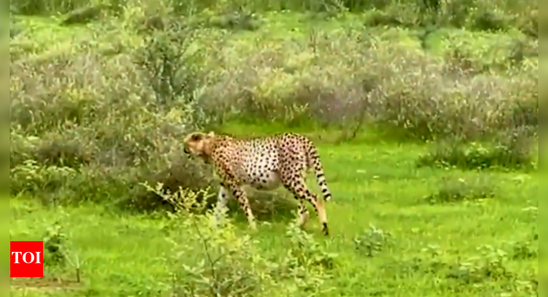 Glimpses from Kuno! Video shows Cheetahs Agni and Vayu after hunting; cubs resting