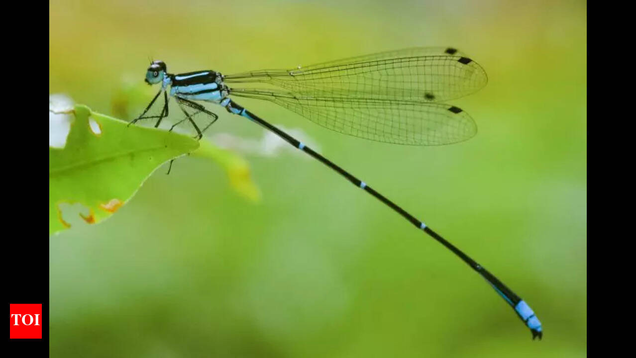 Over 50 Dragonfly, Damselfly Species Documented at Belvai Odonata