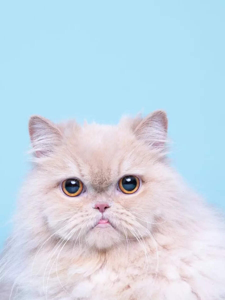 10 things to know before getting a Persian cat