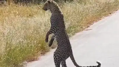  Leopard stands on two legs ‘like a human’ in rare safari sighting, leaves internet stunned