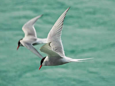  Uttar Pradesh’s hidden Ramsar wonderland