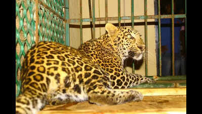 Leopard attacks pet dog in Pernem