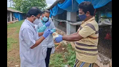 Govt starts culling of birds after avian flu detected in Puri block