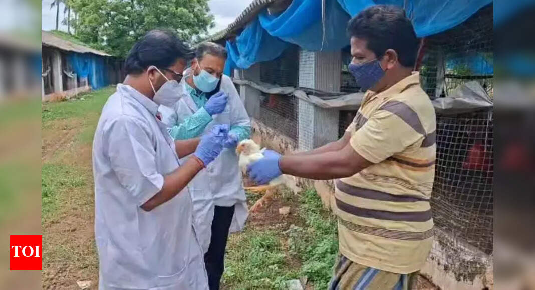 Govt starts culling of birds after avian flu detected in Puri block