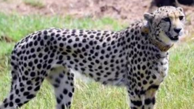 Female cheetah dies of injuries at Kuno