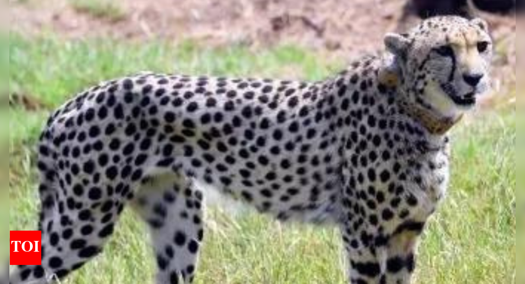 Female cheetah dies of injuries at Kuno | India News