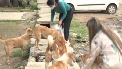  Welfare board void spurs pet shop violations & trafficking; activists flag underage puppy sales, poor conditions