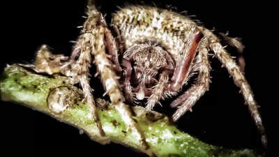 6 creepy-looking insects that are not harmful to humans