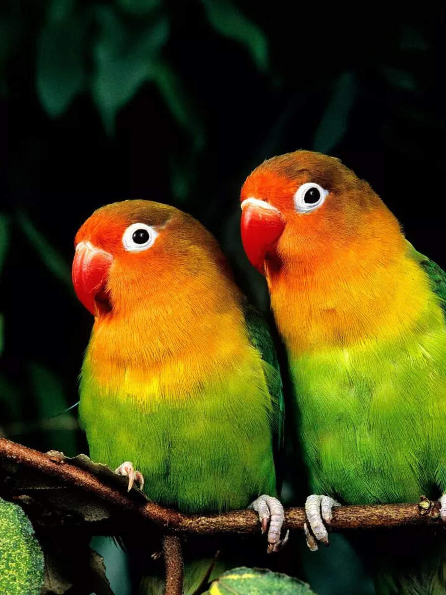 10 things to know before getting Lovebirds as pets
