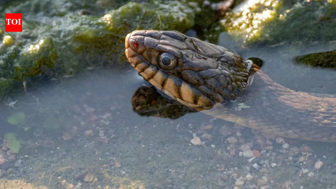 These 7 Snakes Swim So Smoothly, You’d Mistake Them for Fish