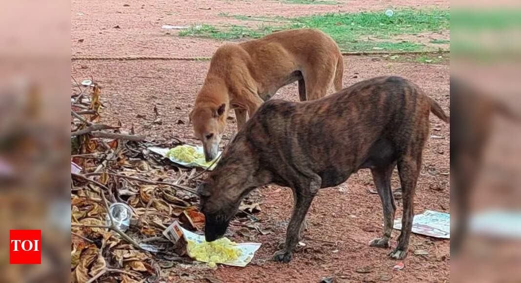 The Times of India - Politics - News Image