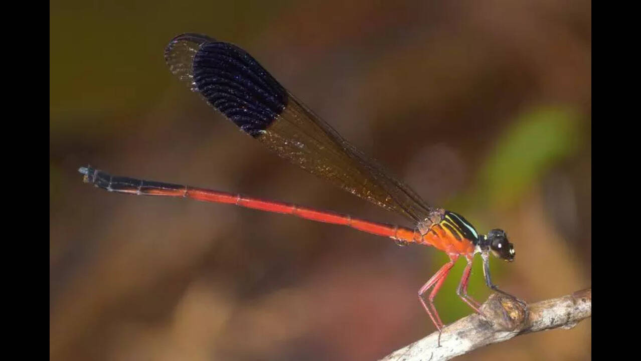Punjabi University researchers add five dragonfly species to global  catalogue | Chandigarh News - Times of India
