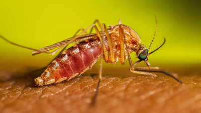 West Nile virus present in Fulton County: The way it spreads and who’s in danger – Occasions of India