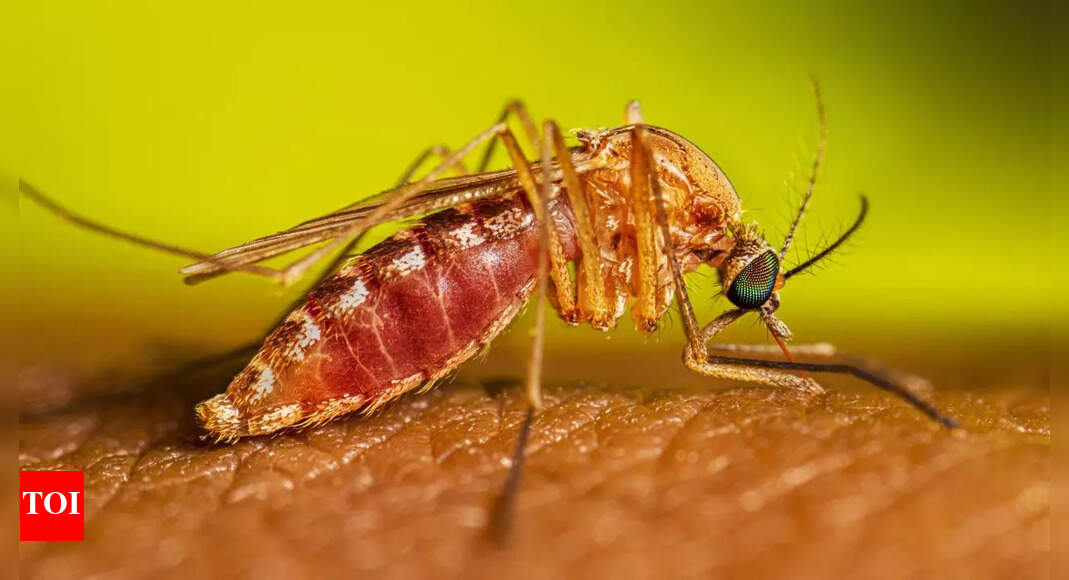 West Nile virus found in Fulton County: How it spreads and who is at risk