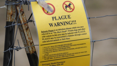  Arizona resident dies from plague, 1st in 2 decades