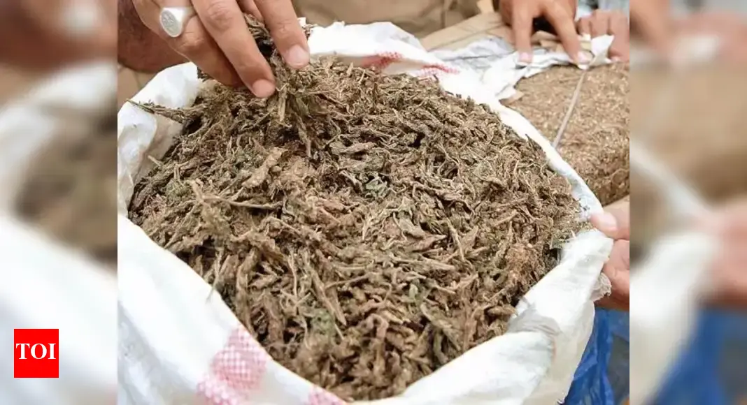 'Bacha agaya': 14 held in Hyd IT hub for buying drugs; most in 22-34 age group