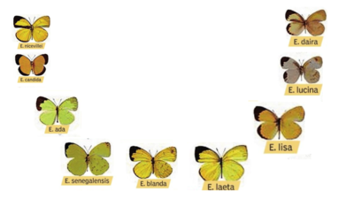  Evolution Of Eurema species is as breathtaking as the butterflies