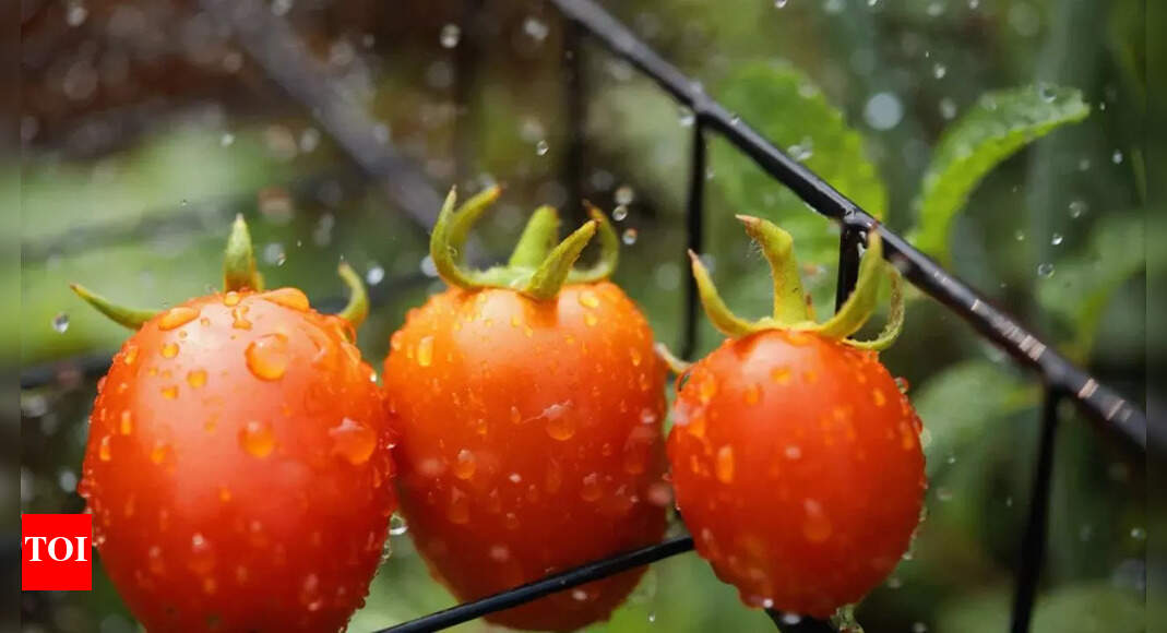 8 essential tips to protect crops from rain, pests, and fungal damage | – Times of India