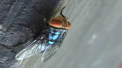 What Is the New World Screwworm Fly and why the US has issued a livestock ban at the Mexico border