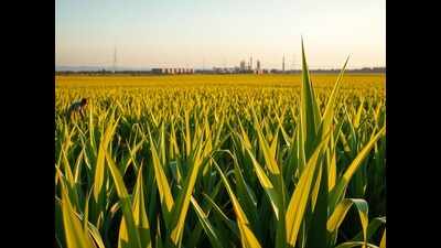  Use of herbicide to expedite moong, maize harvest sounds alarm bells