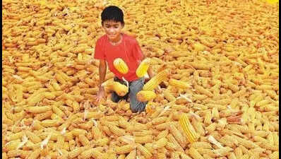 Punjab promotes kharif maize to save groundwater, faces challenges over crop cycles and varieties