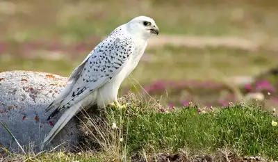  Why these birds are worth more than supercars