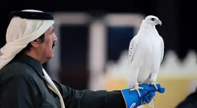  Why these birds are worth more than supercars