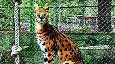 Hyderabad zoo welcomes 2 exotic Serval cats
