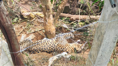 Leopard found dead on patta land in Nilgiris; man arrested