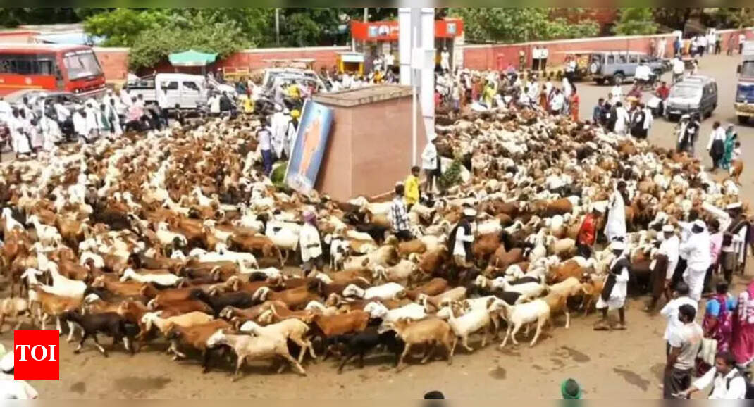 Farmers block highway with 5,000 sheep to oppose alienation of govt ...