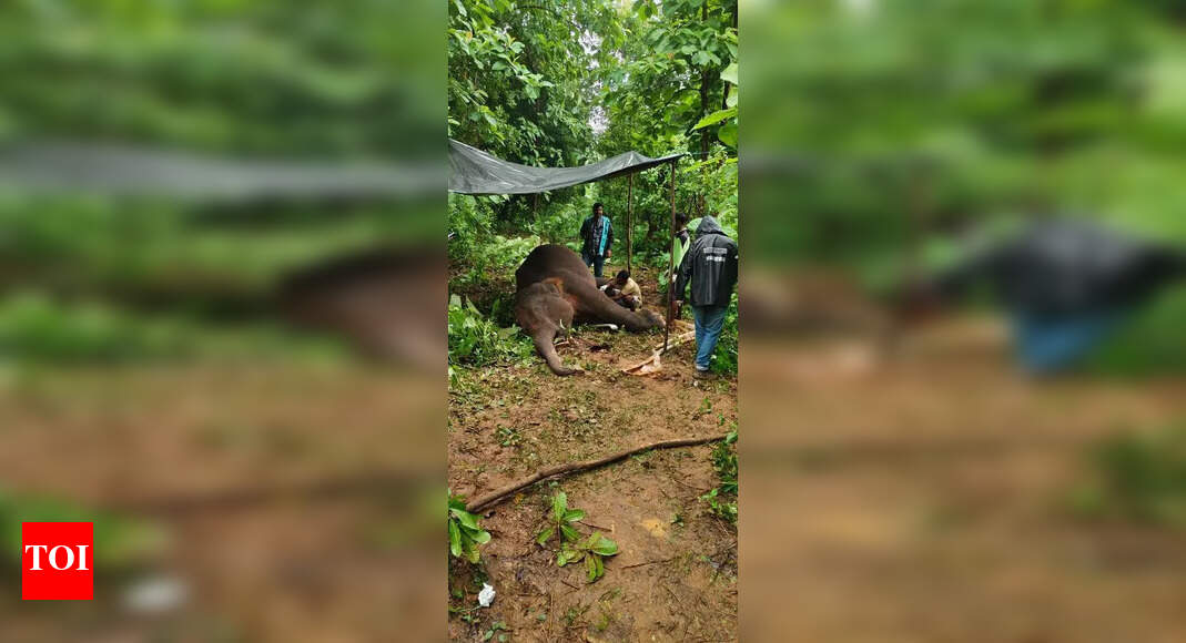 The Times of India - Other - News Image