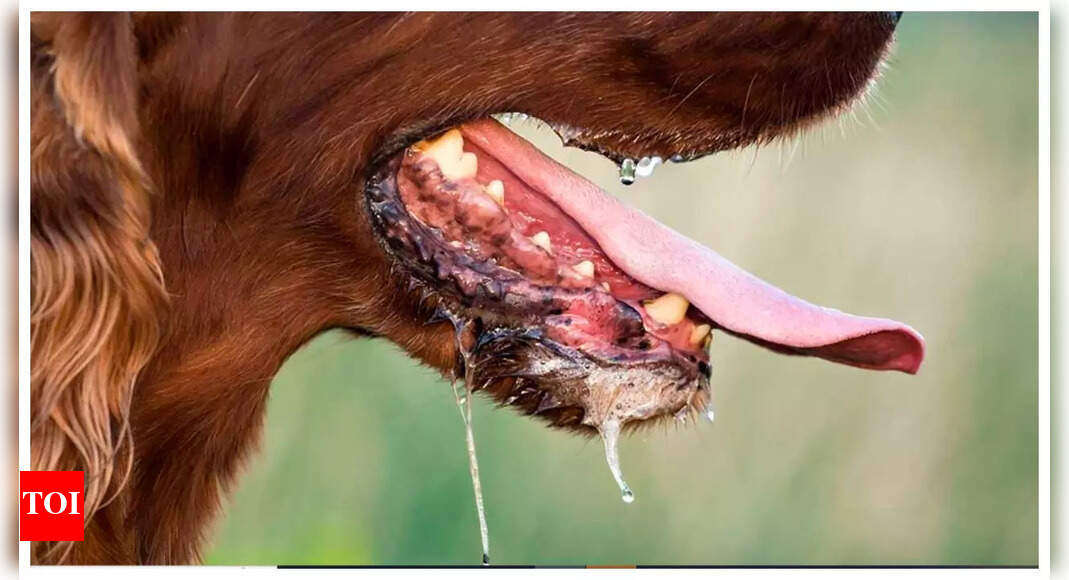How exactly does rabies happen and what to do after a bite