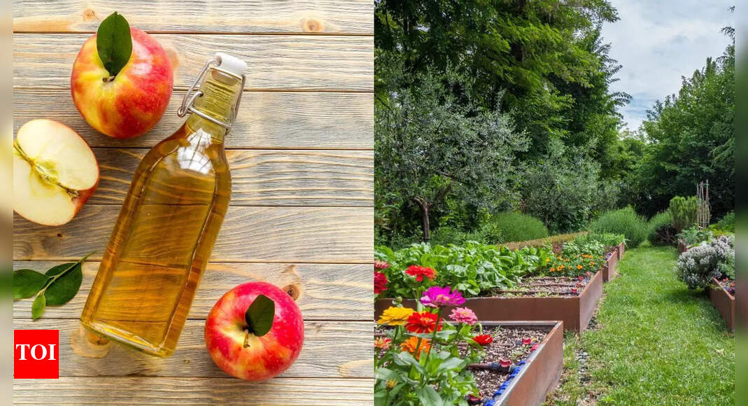 10 creative ways to use apple cider vinegar in your garden | – Times of India
