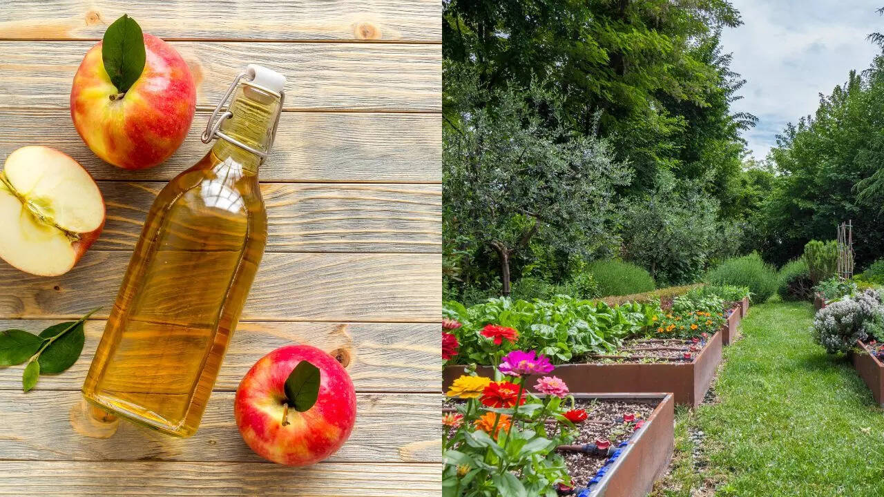 10 creative ways to use apple cider vinegar in your garden | - The Times of  India