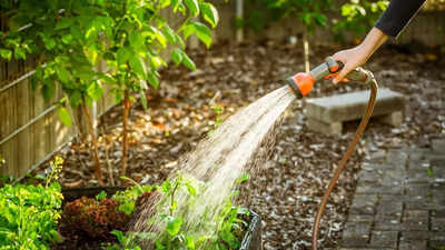 How often should you water your plants? Tips for an effective watering routine