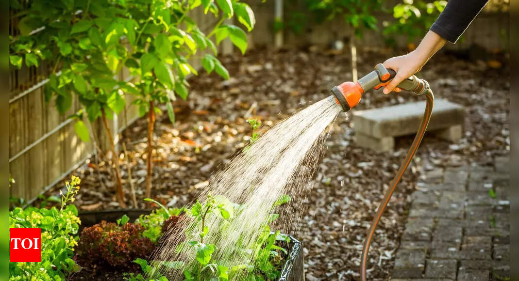 How often should you water your plants? Tips for an effective watering routine | – Times of India