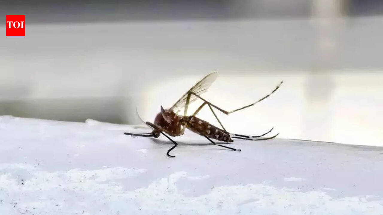 Mumbai sees sharp surge in malaria, dengue, chikungunya cases in first ...