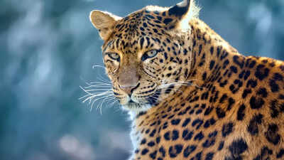 Leopard scare creates panic in Telangana, traps set