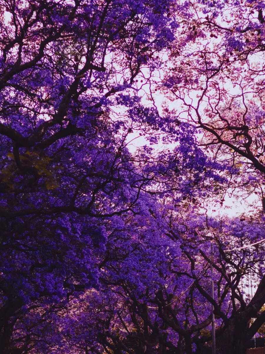 8 of the most stunning purple flowering trees and where they are ...
