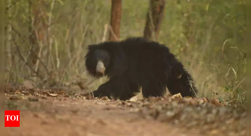 Sloth bear attack leaves Mysuru forest watcher; critical