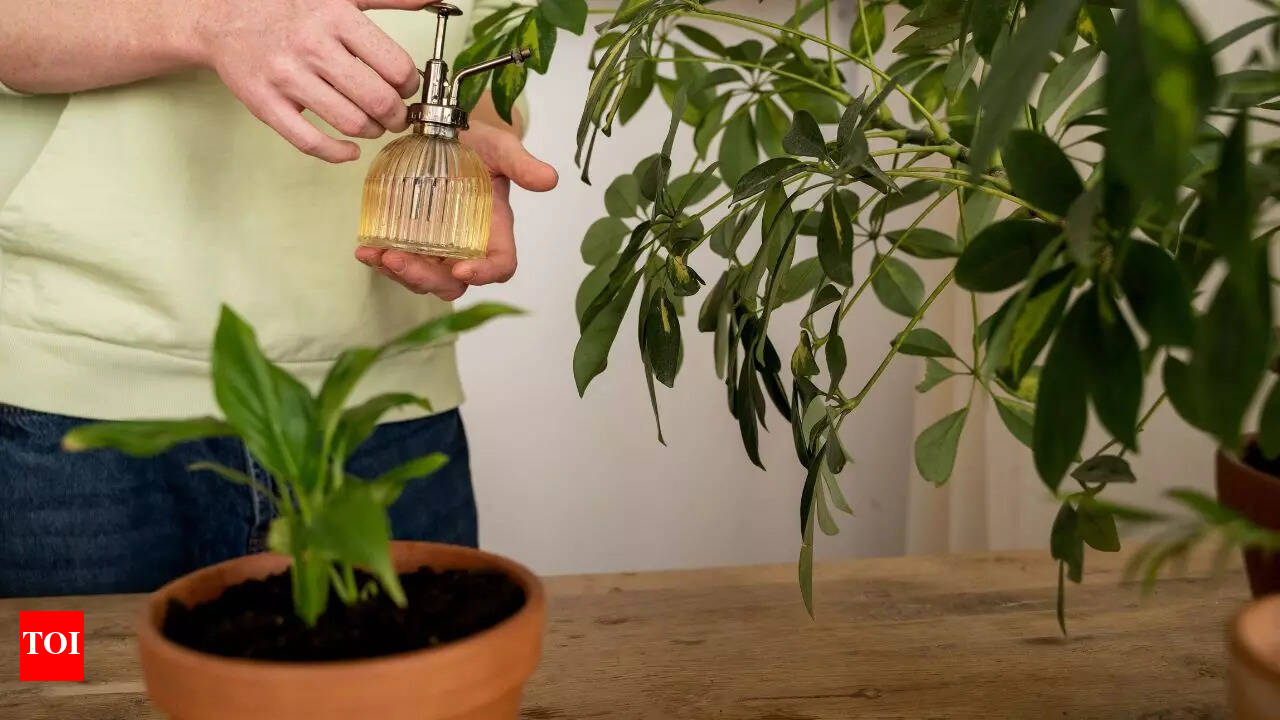 5 Vastu Plants that attract success - The Times of India