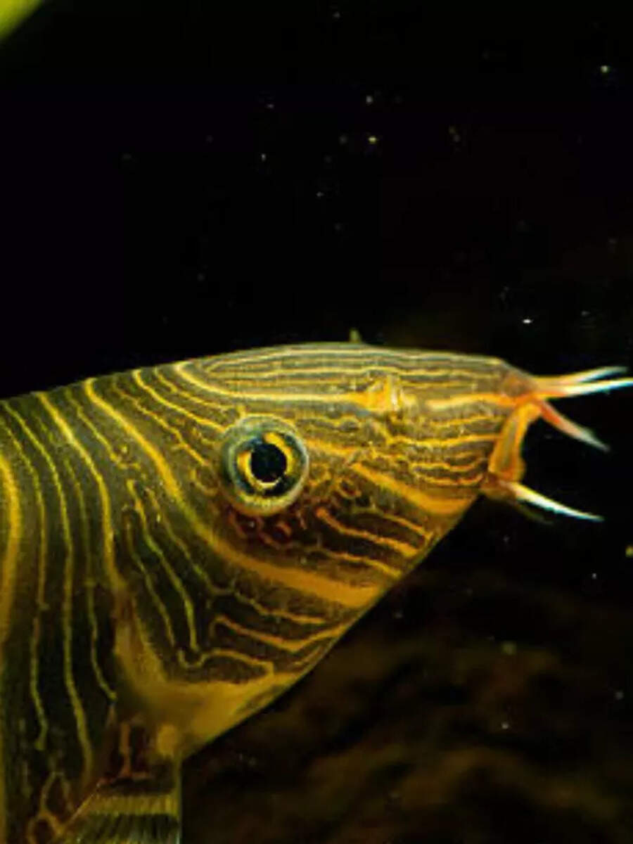 10 auspicious fish to keep at home for luck, love, and wealth | Times ...