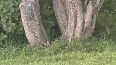 credit: reddit/taylor Optical illusion challenge: Can your “sharp eyes” spot the hidden cat in this picture?